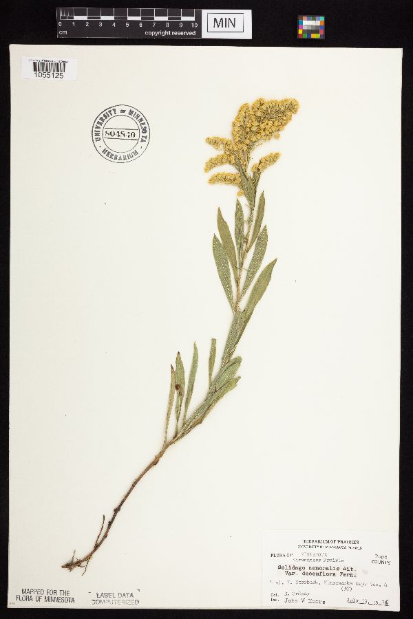 Solidago nemoralis subsp. decemflora image