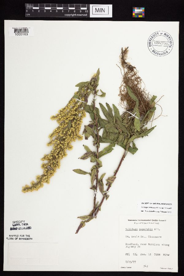 Solidago nemoralis subsp. nemoralis image