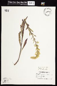Solidago nemoralis subsp. nemoralis image