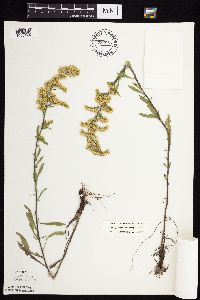 Solidago nemoralis subsp. nemoralis image