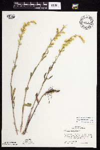 Solidago nemoralis subsp. nemoralis image