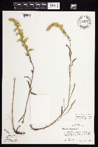 Solidago nemoralis image