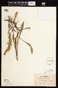 Solidago nemoralis subsp. nemoralis image