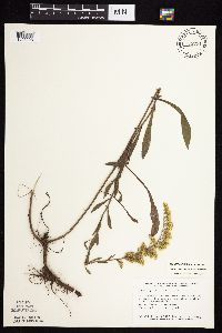 Solidago nemoralis subsp. nemoralis image