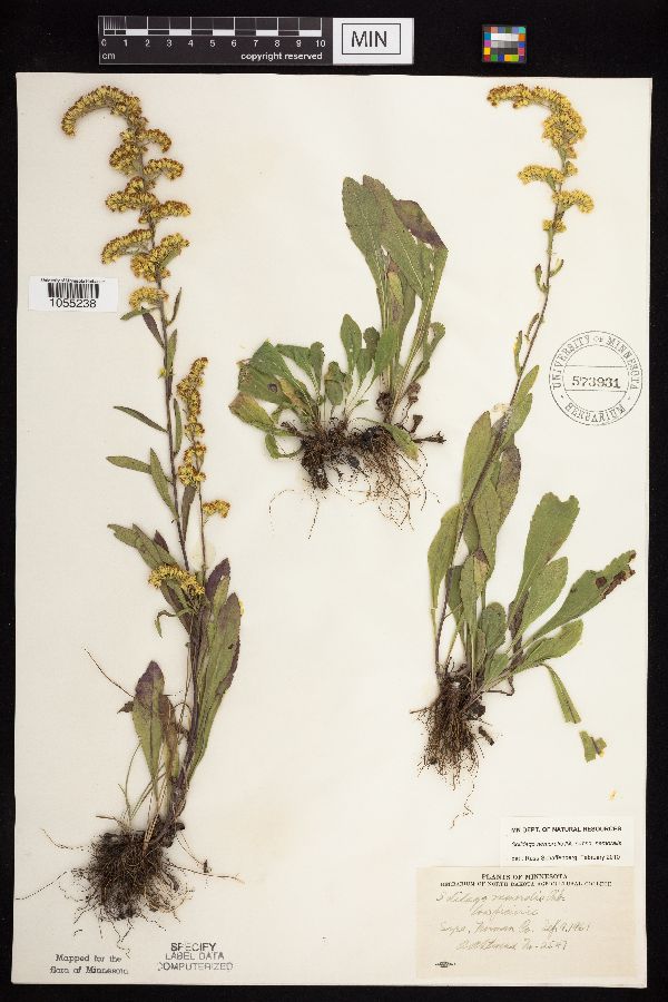 Solidago nemoralis subsp. nemoralis image