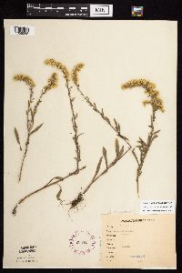 Solidago nemoralis subsp. nemoralis image