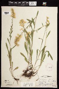 Solidago nemoralis subsp. nemoralis image