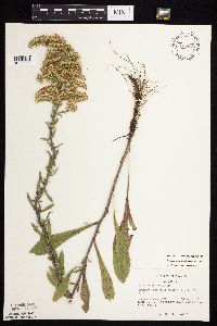 Solidago nemoralis subsp. nemoralis image