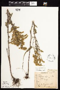 Solidago nemoralis subsp. nemoralis image