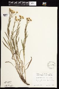 Image of Solidago ptarmicoides