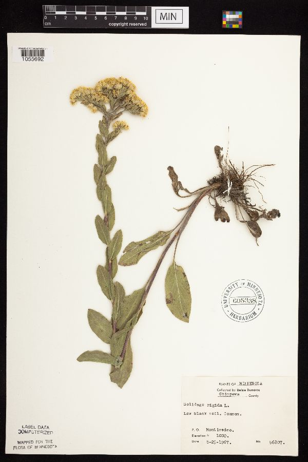 Solidago rigida image