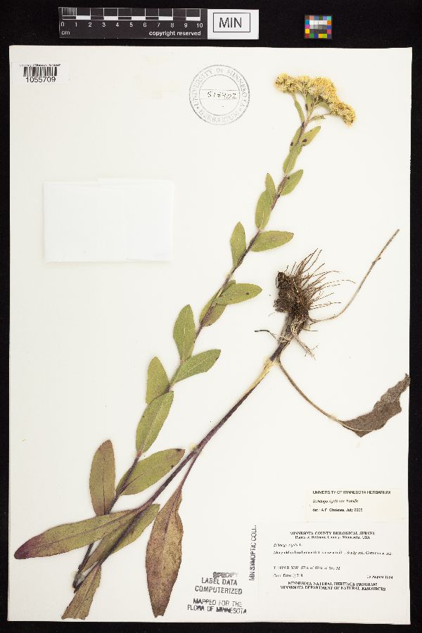 Solidago rigida subsp. humilis image