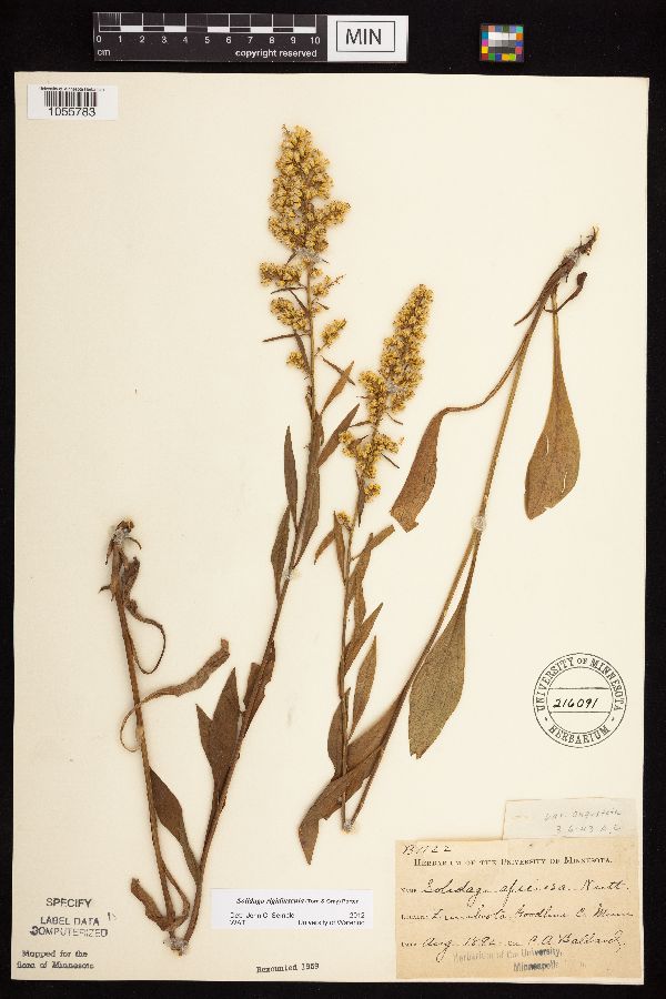 Solidago rigidiuscula image