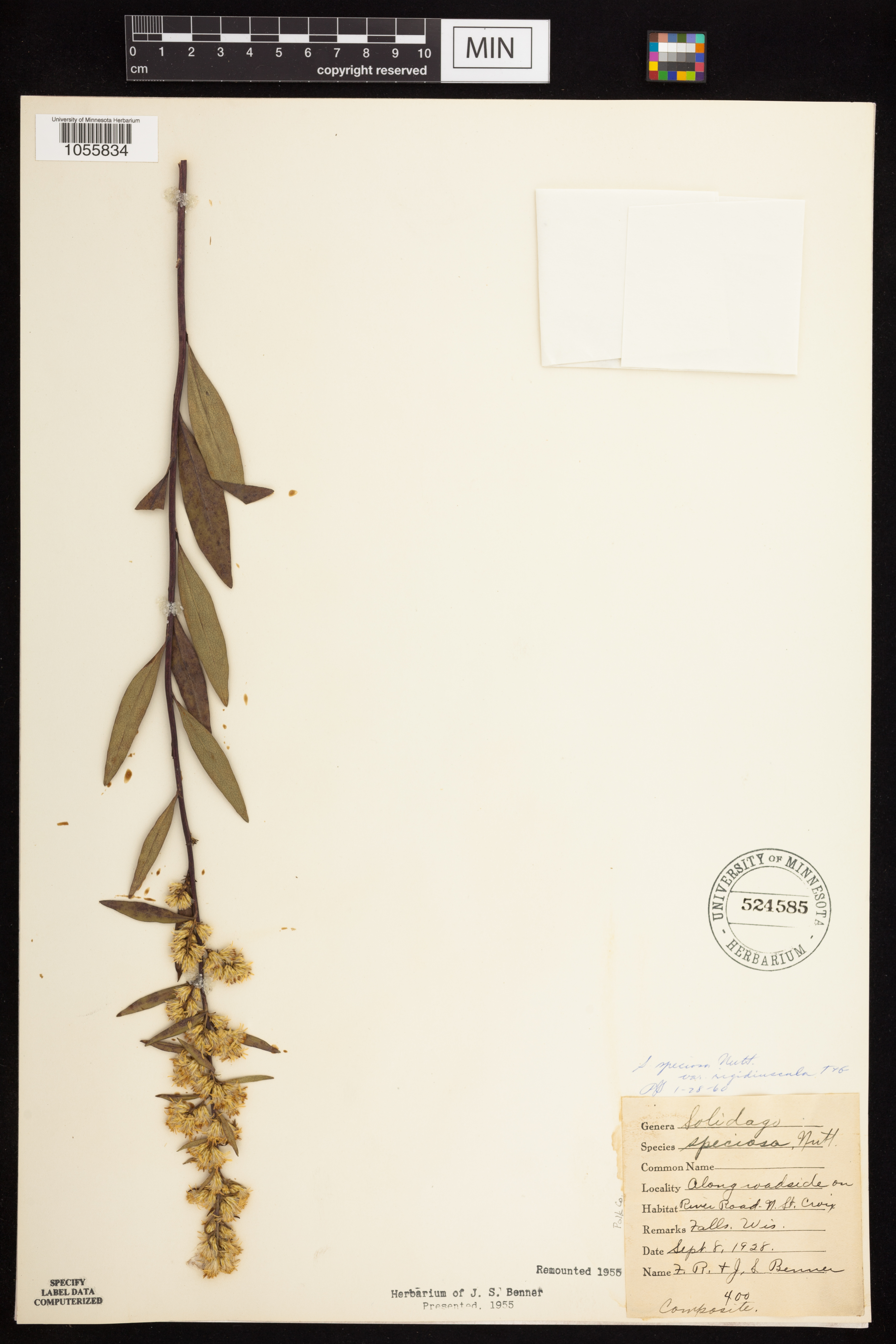 Solidago speciosa subsp. speciosa var. rigidiuscula image