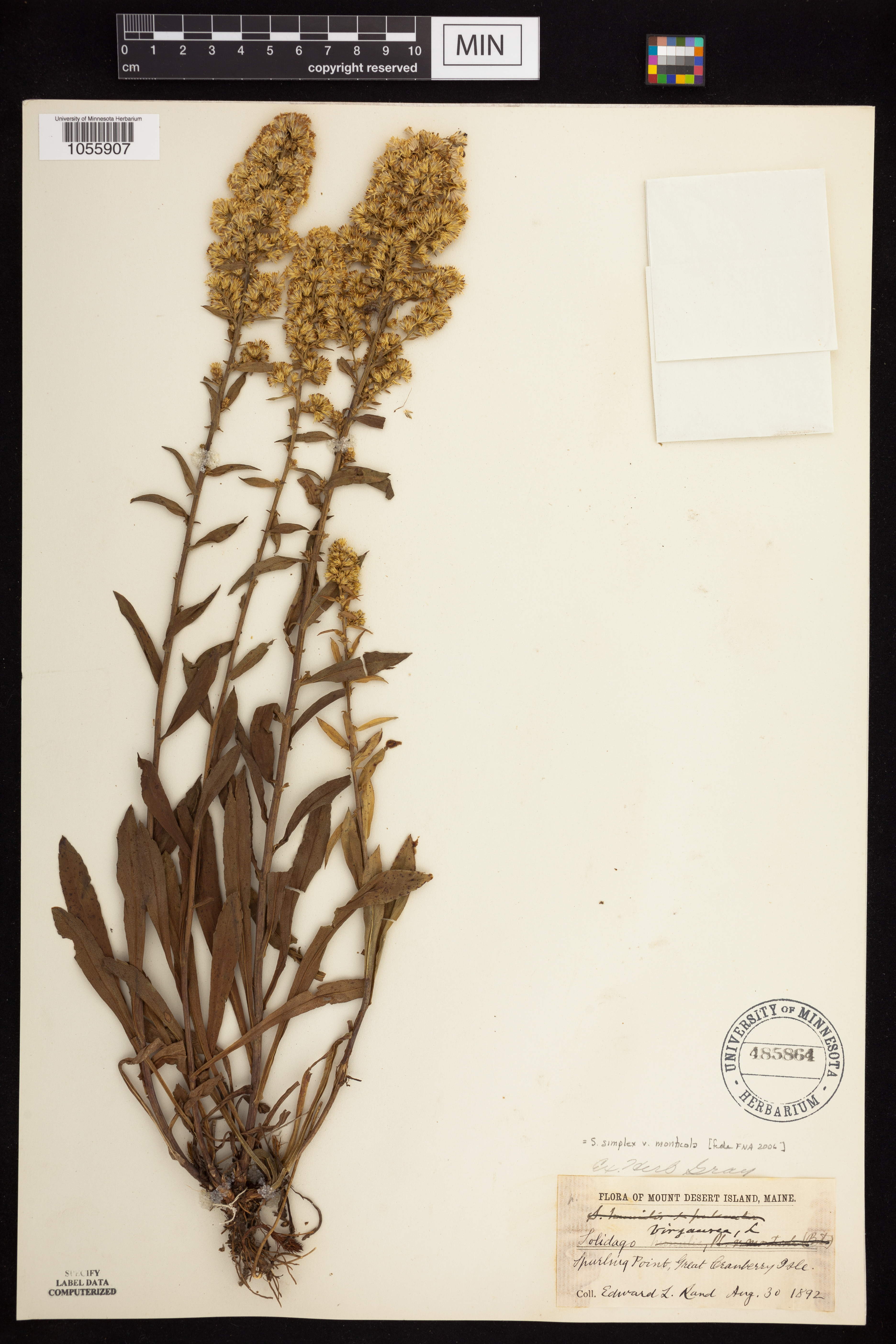 Solidago simplex var. monticola image