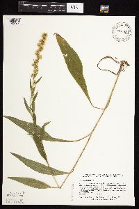 Solidago uliginosa image