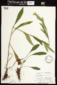 Solidago uliginosa image