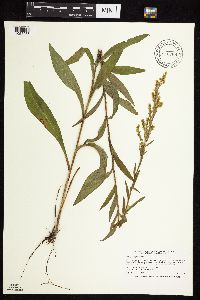 Solidago uliginosa image