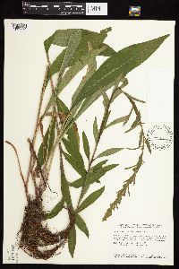 Solidago uliginosa image