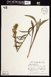 Solidago uliginosa image