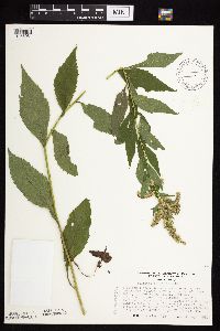 Solidago ulmifolia image