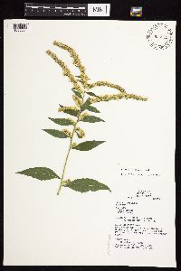 Solidago ulmifolia image