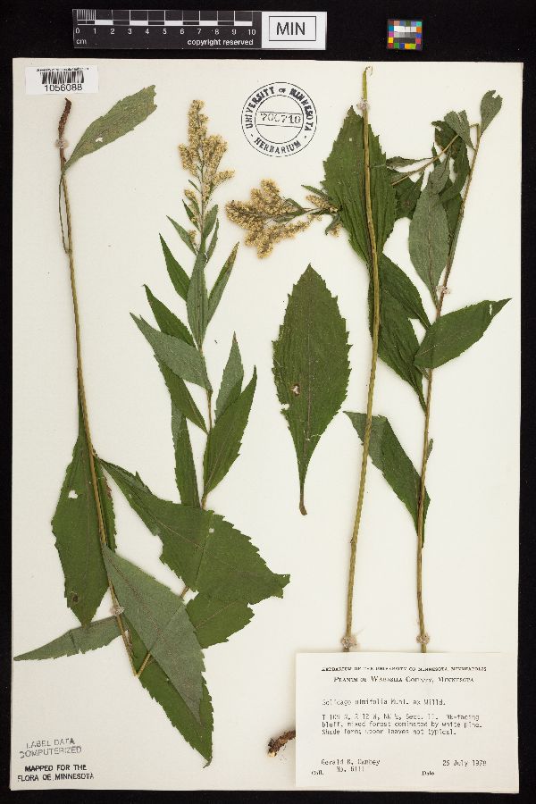 Solidago ulmifolia image