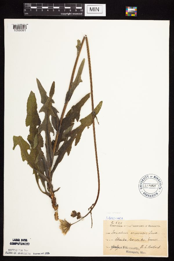 Sonchus arvensis subsp. arvensis image