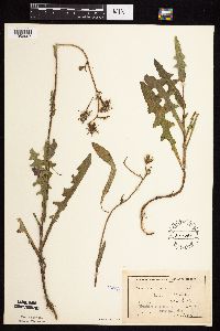 Sonchus arvensis subsp. arvensis image