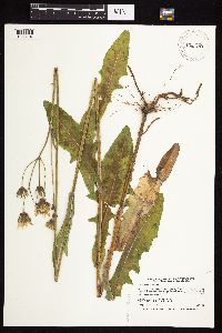 Sonchus arvensis subsp. uliginosus image