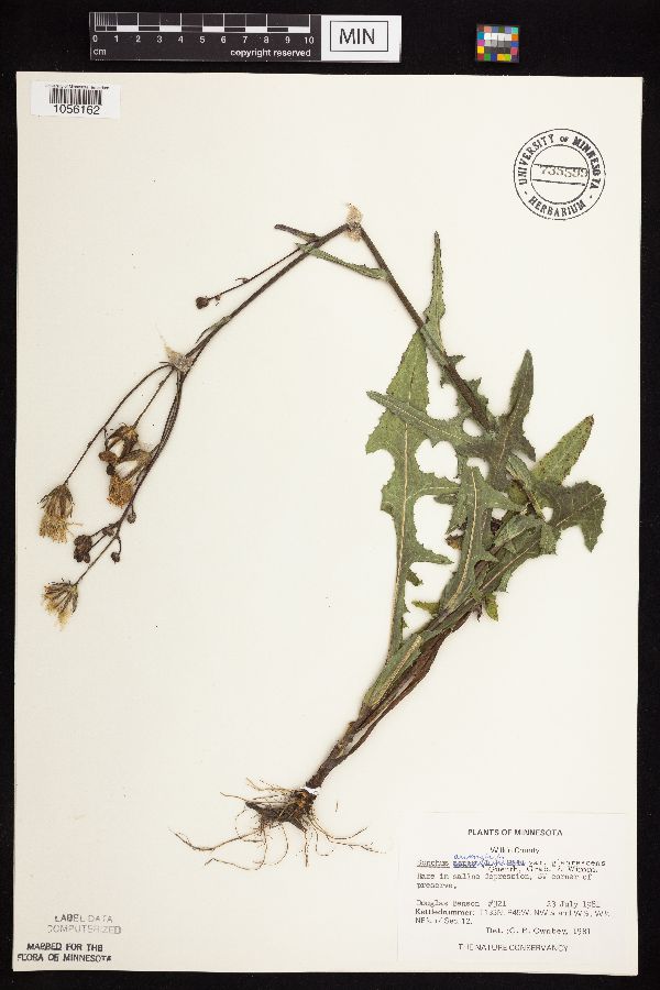 Sonchus arvensis subsp. uliginosus image