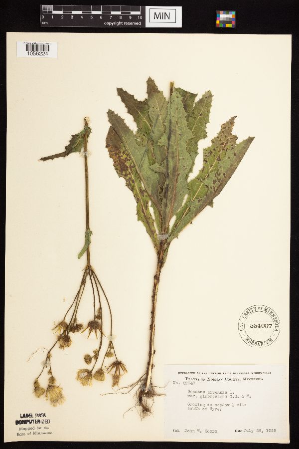 Sonchus arvensis image