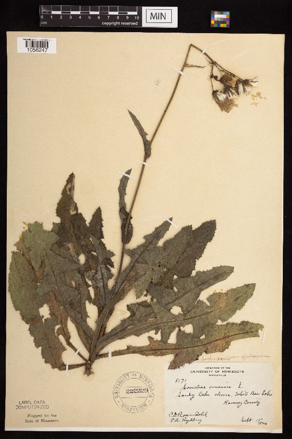 Sonchus arvensis image