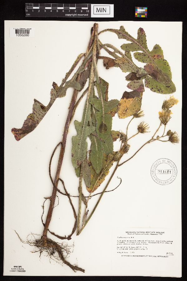 Sonchus arvensis subsp. uliginosus image