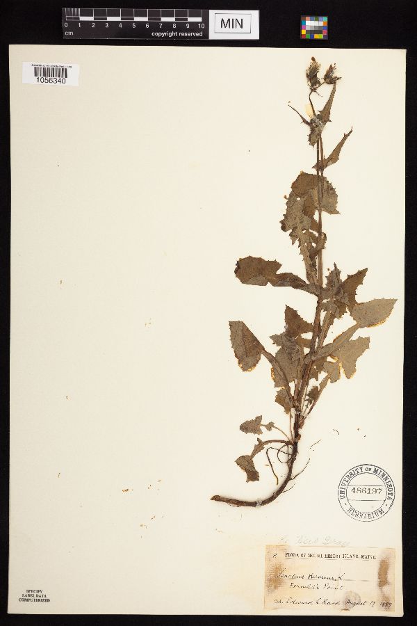 Sonchus oleraceus image