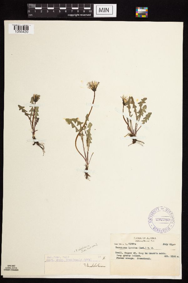 Taraxacum alaskanum image