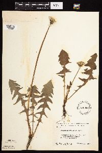 Taraxacum officinale image