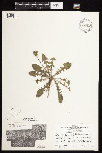 Taraxacum officinale image