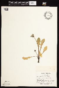 Taraxacum officinale image