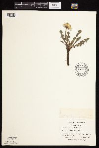 Taraxacum officinale image