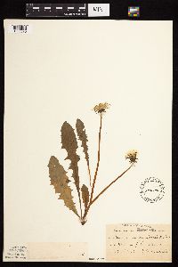 Taraxacum officinale image