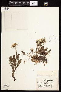 Taraxacum officinale image