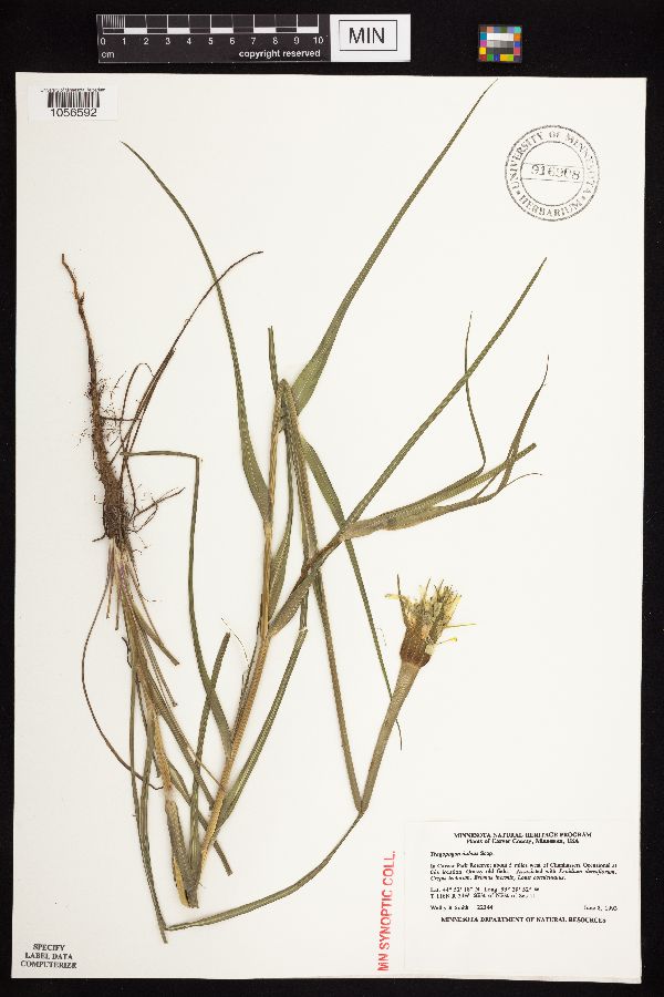 Tragopogon dubius image