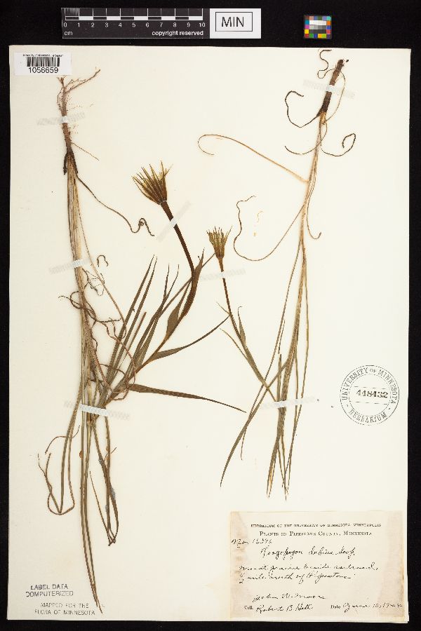 Tragopogon dubius image