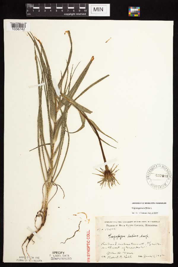 Tragopogon porrifolius image