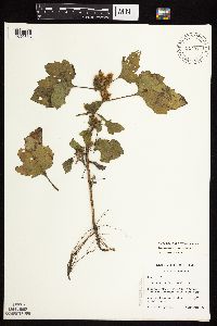 Xanthium strumarium image