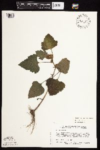 Xanthium strumarium image