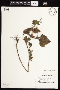 Xanthium strumarium image