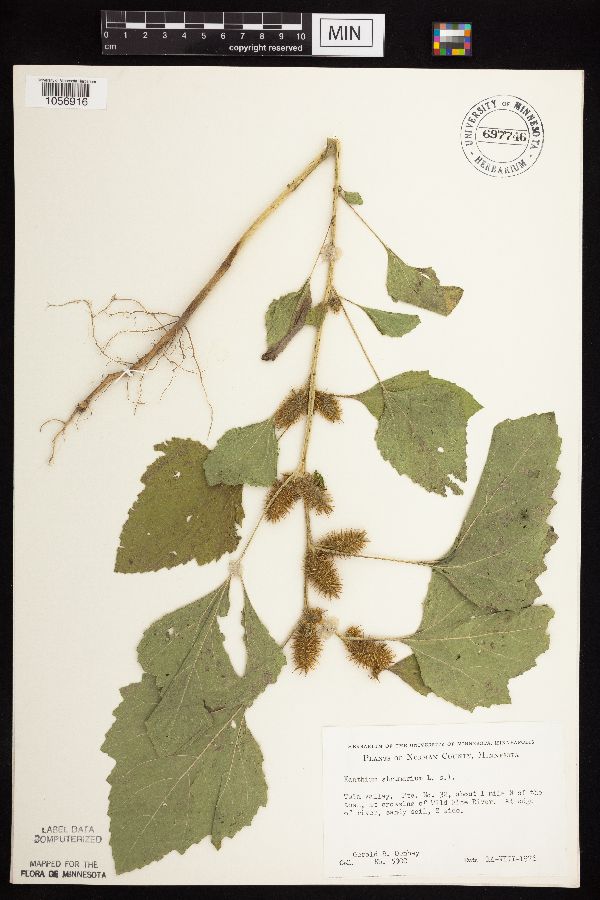 Xanthium strumarium image