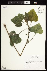 Xanthium strumarium image